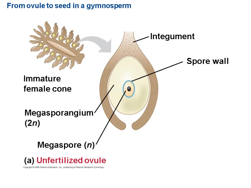 From ovule to seed in a gymnosperm Megasporangium (2n) Megaspore (n) (a) Unfertilized ovule